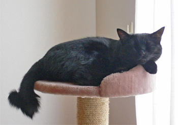 ここ数日は、猫タワーでお昼寝